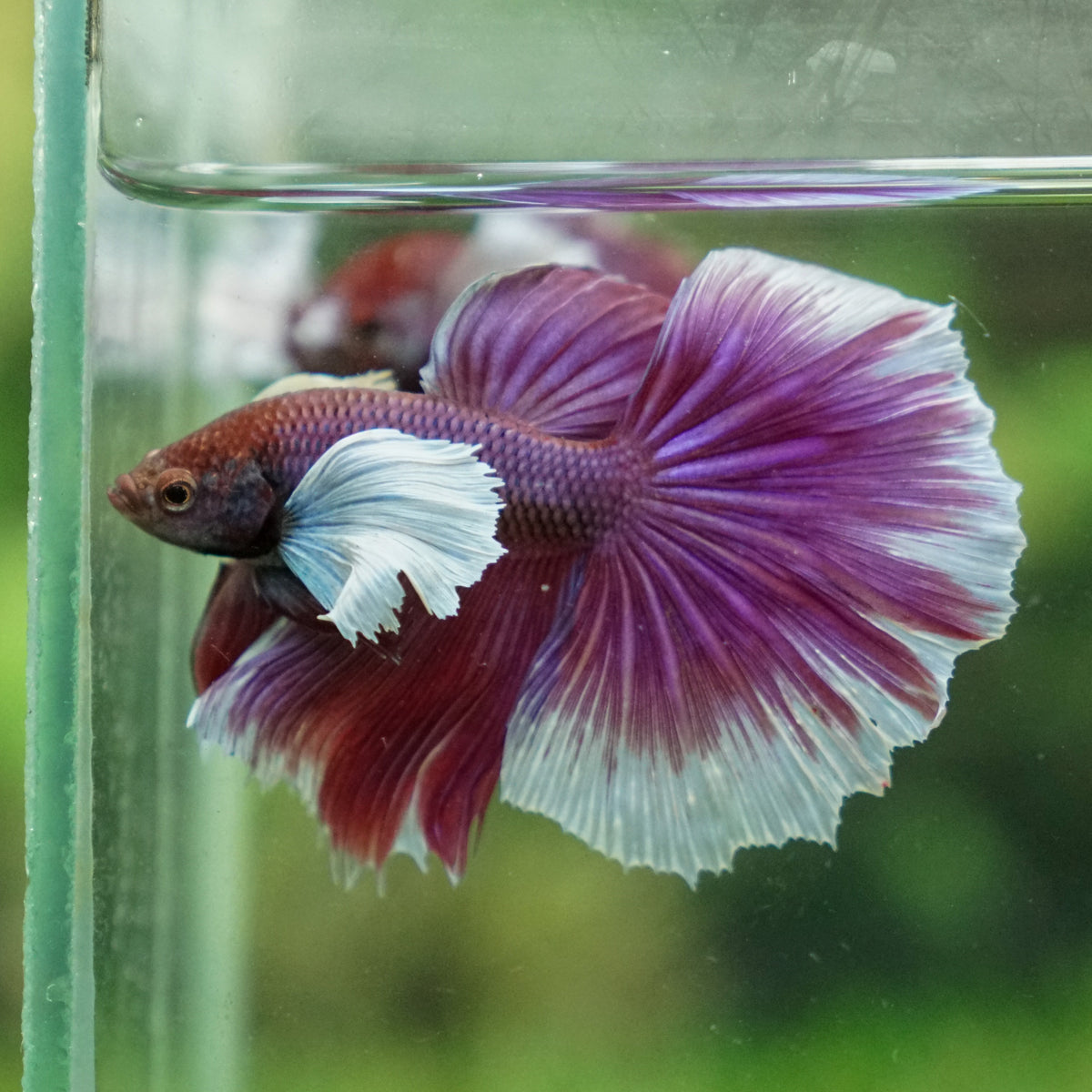 Dumbo Halfmoon 15 weeks old Betta Squad USA, LLC.