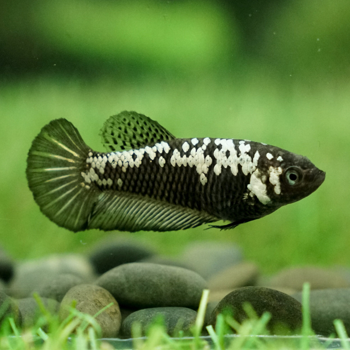 Samurai Plakat- Female – Betta Squad USA,