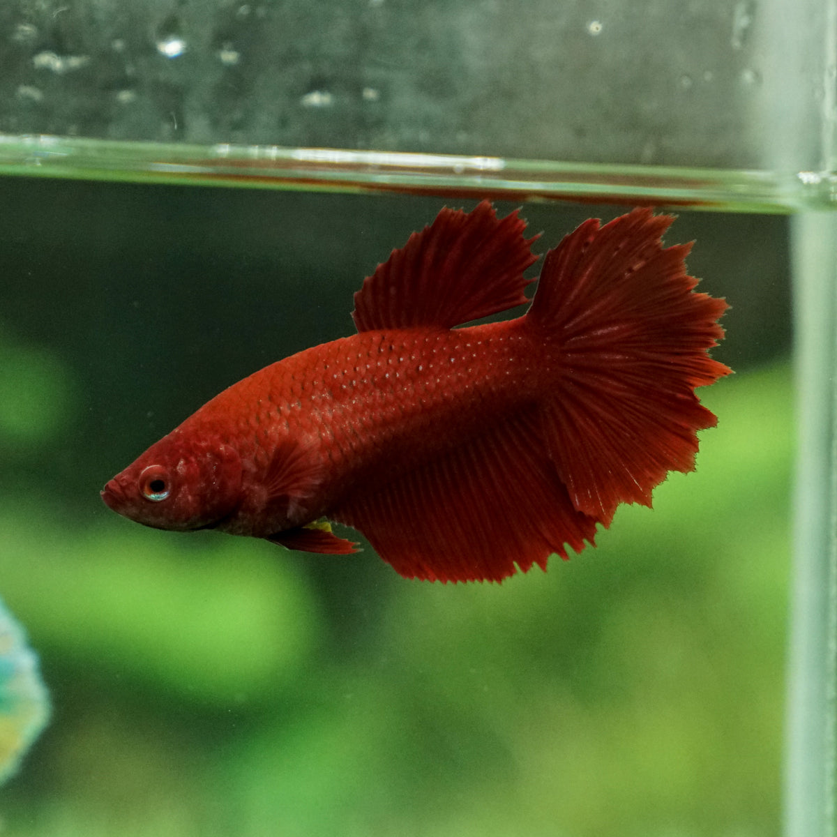 Super red Halfmoon- Female – Betta Squad USA,1