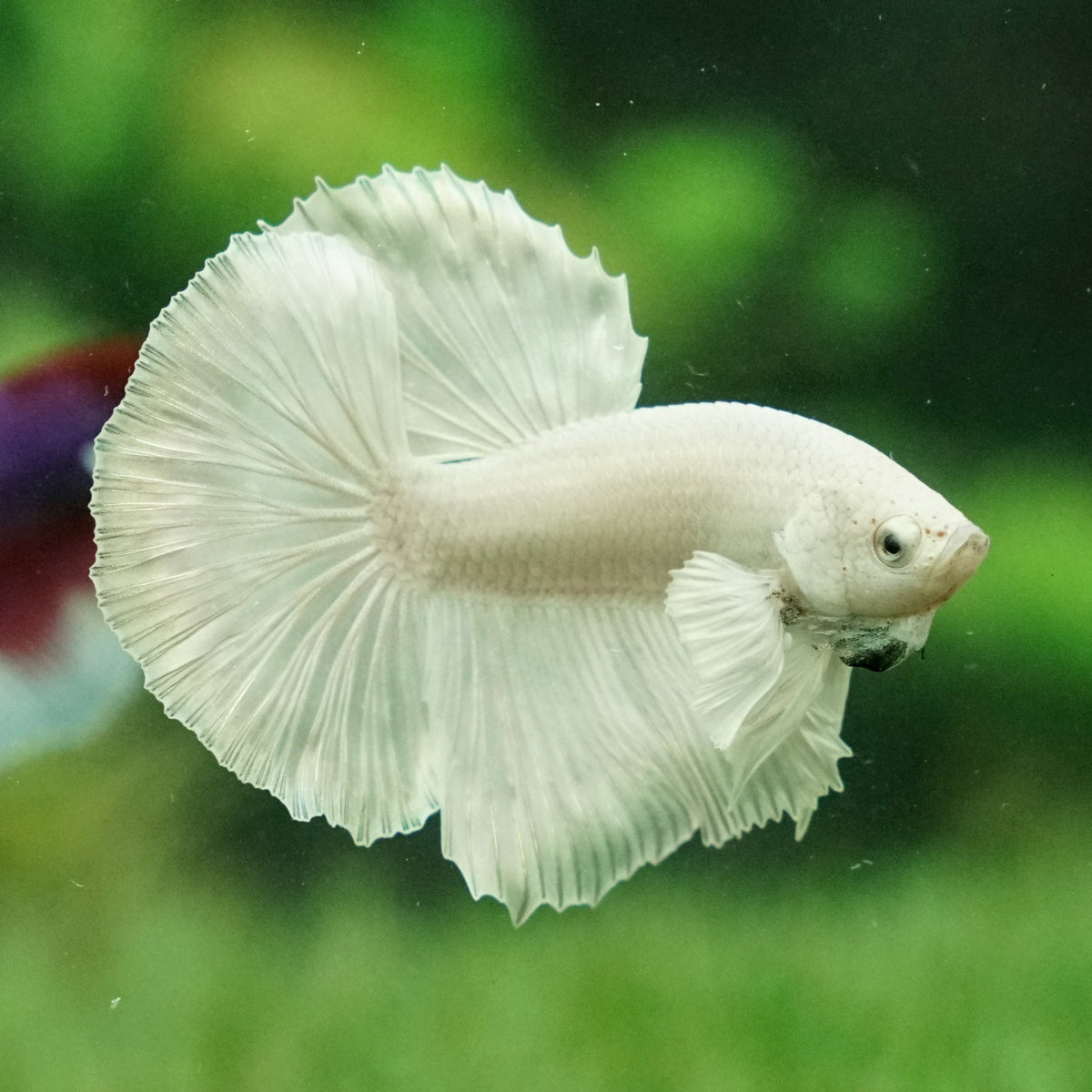 Platinum Dumbo Halfmoon 12 weeks old Grade A – Betta Squad USA