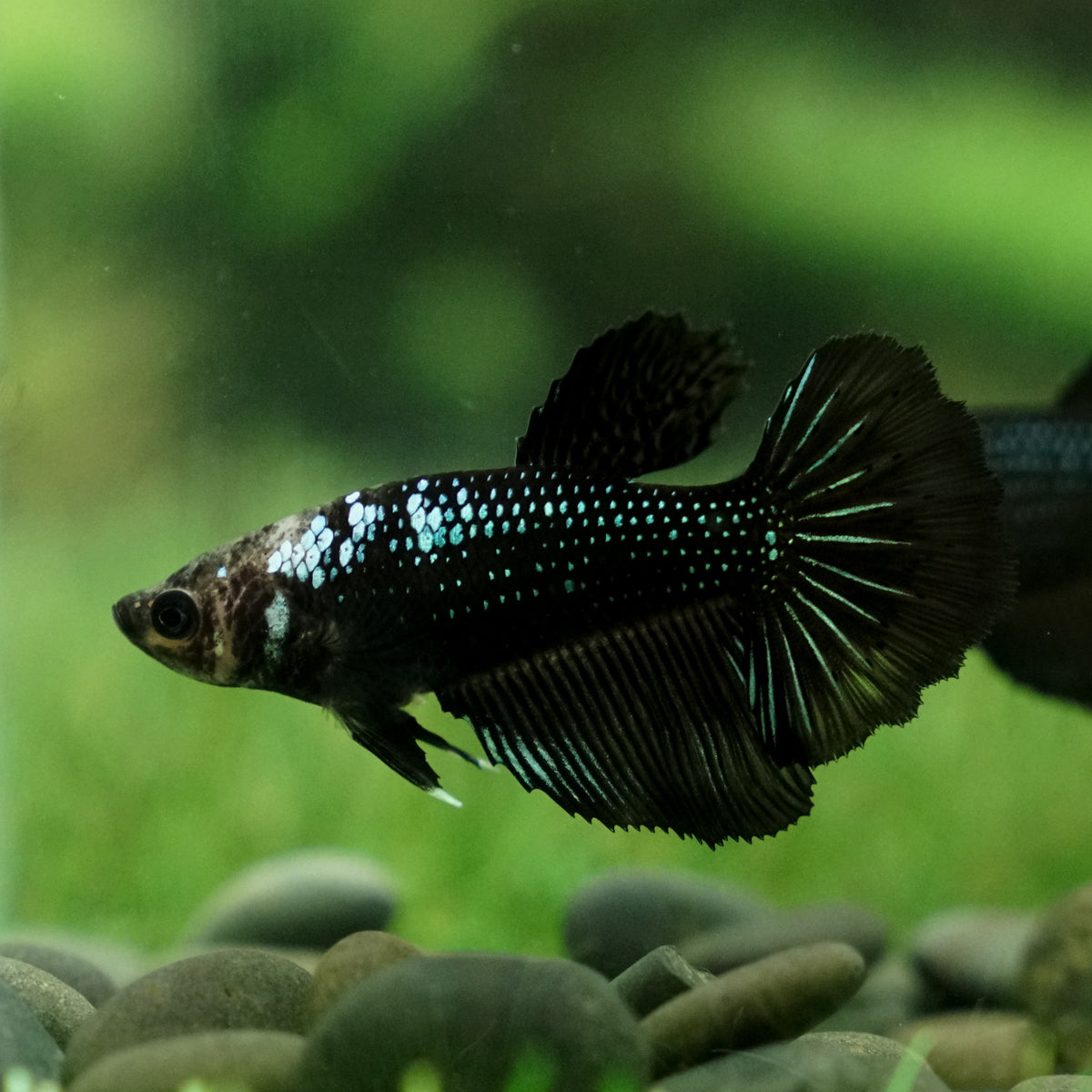 Halfmoon Black Orchid Betta Black Orchid Betta Female Black Orchid