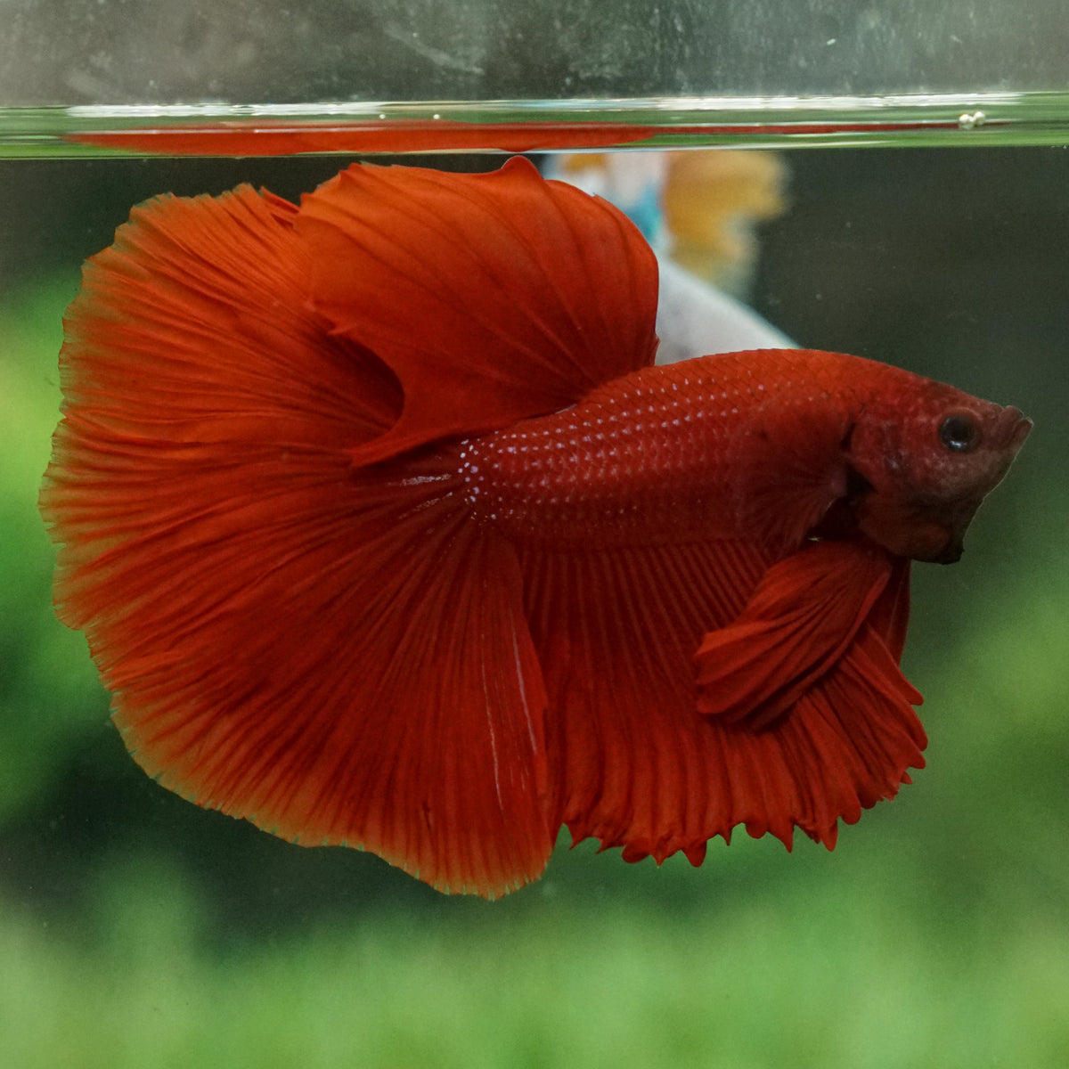 red-halfmoon-15-weeks-old-betta-squad-usa-llc