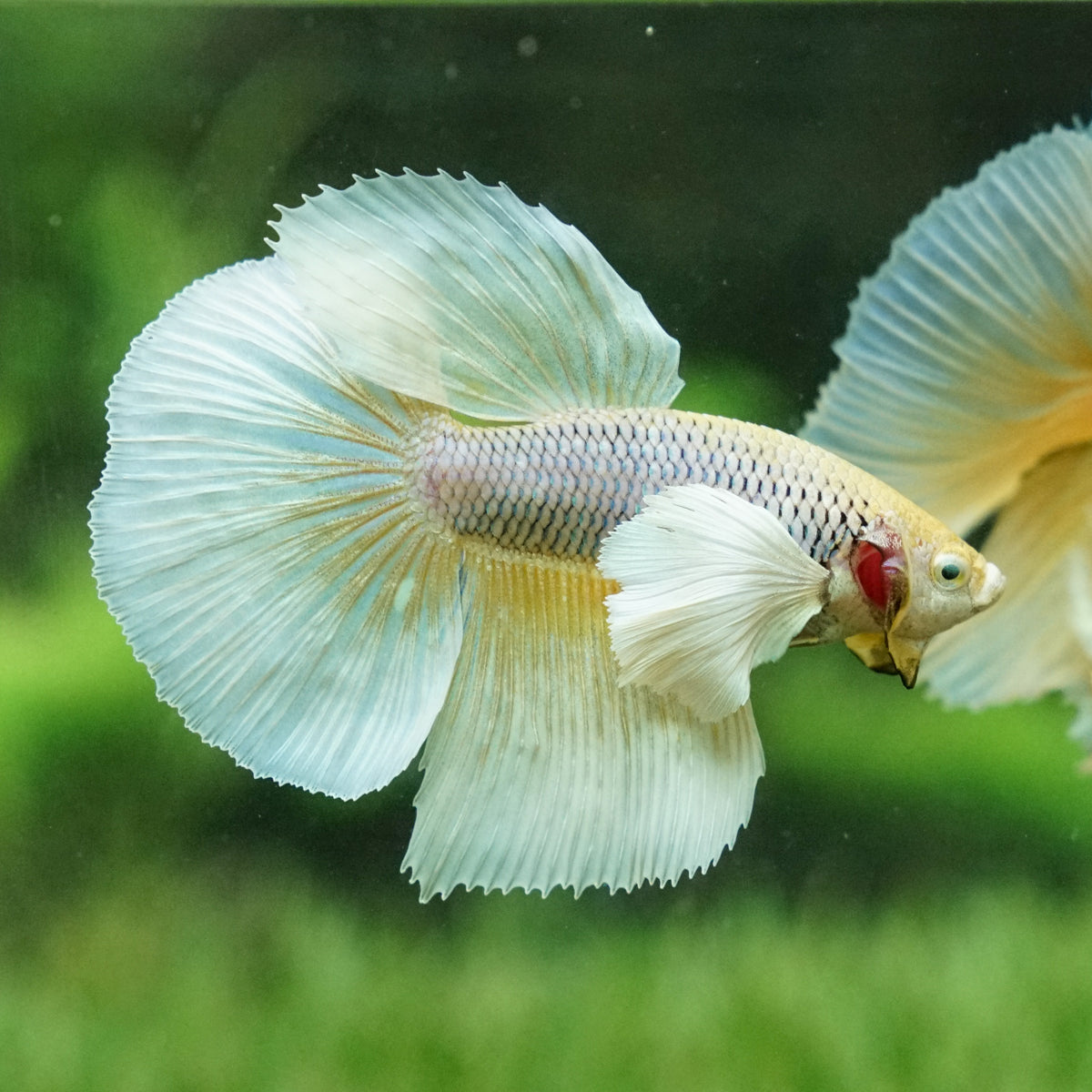 FishMum Dumbo Halfmoon - 13 weeks old – Betta Squad USA, LLC.