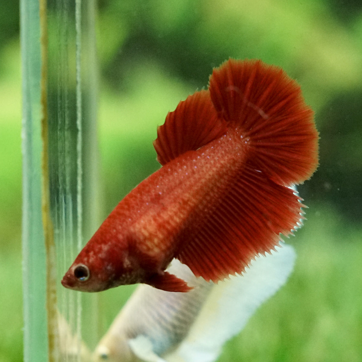 Female Halfmoon Betta Fish Super Red Halfmoon Female – Betta
