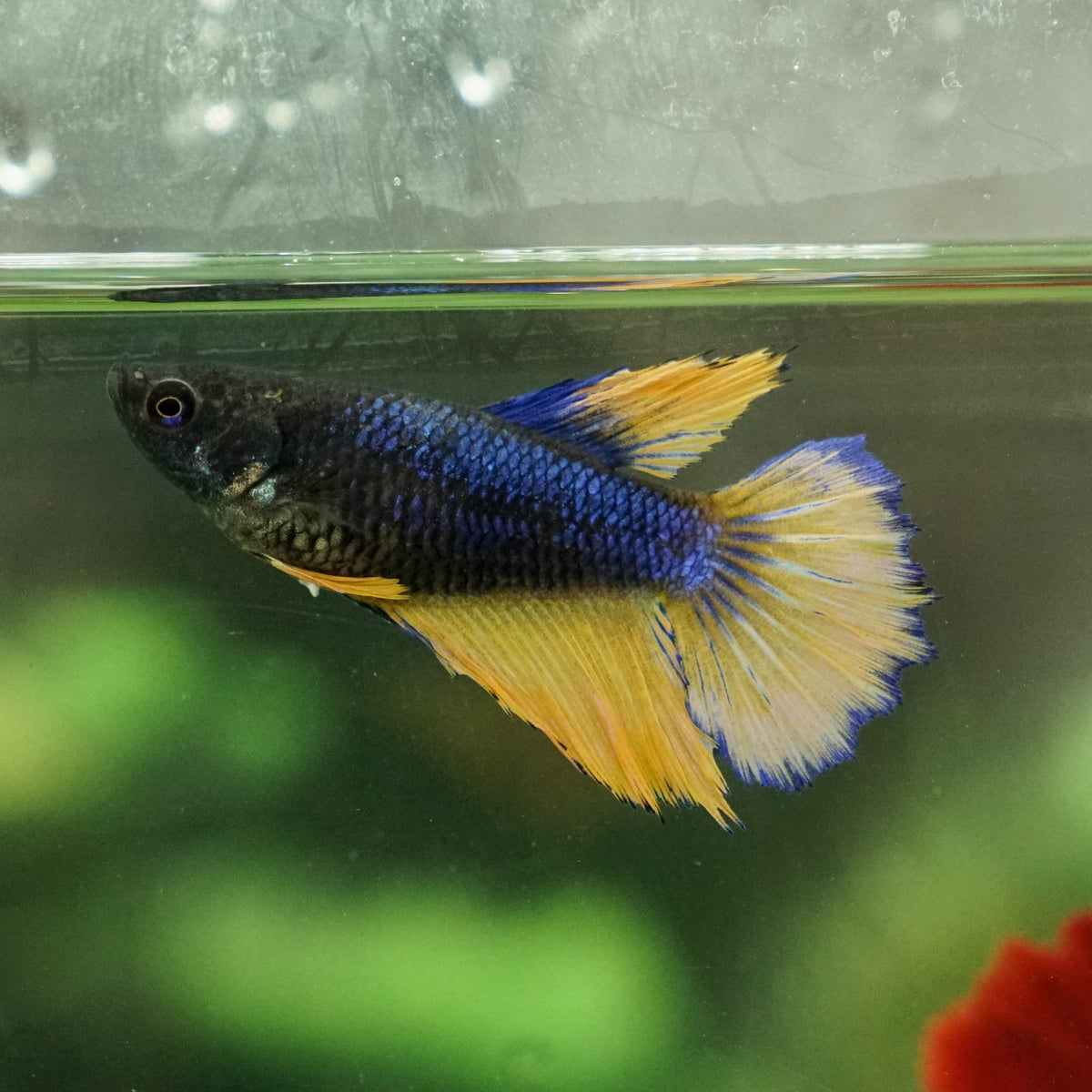 Mustard Gas Halfmoon- Female – Betta Squad USA,