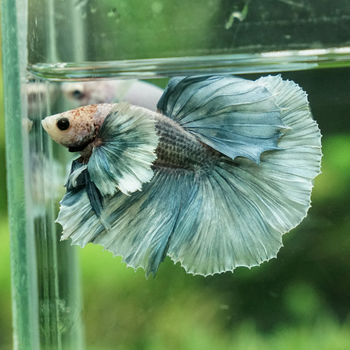 Dumbo Halfmoon - 14 weeks old – Betta Squad USA, LLC.