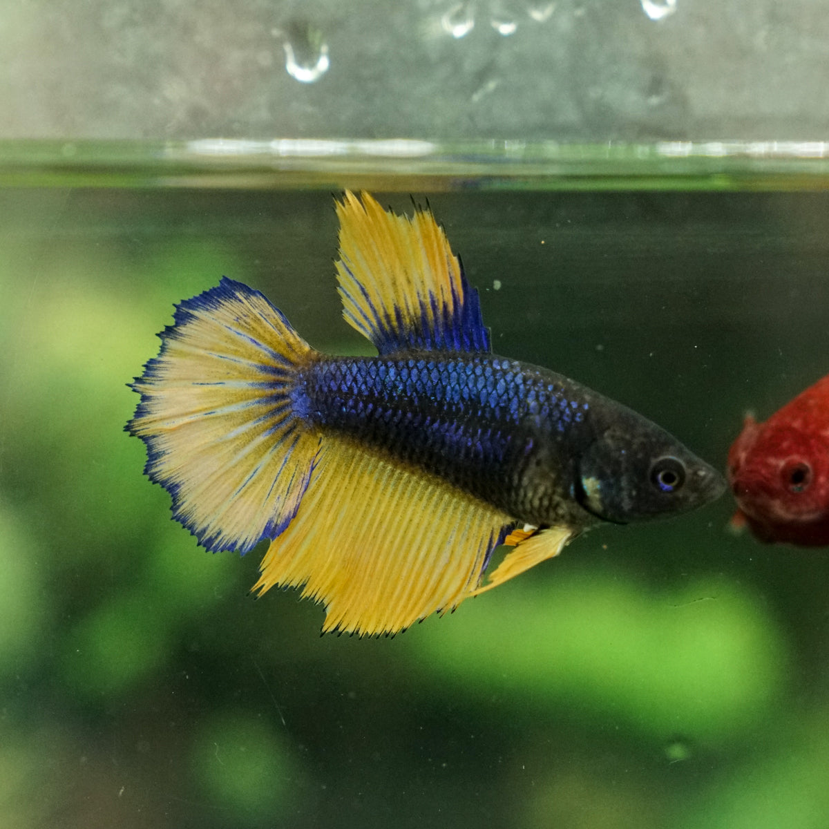 Mustard Gas Halfmoon- Female – Betta Squad USA, - Main Image