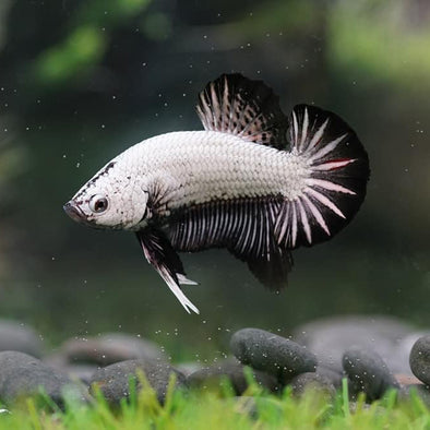 BASIC GUIDE FOR NEW BETTA FISH OWNERS!
