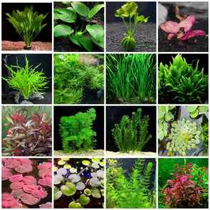 Aquarium Plants