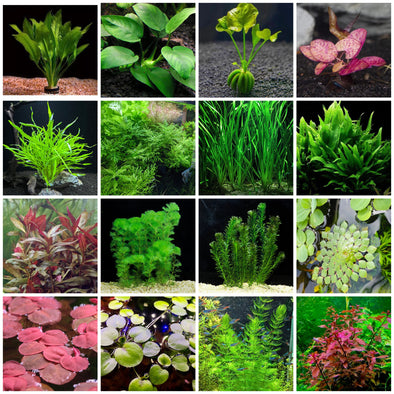 Aquarium Plants