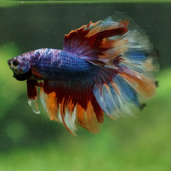 Galaxy/Candy Koi Halfmoon - 13 weeks old