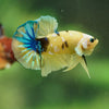 Multicolor/Galaxy Koi Plakat -16 weeks Old