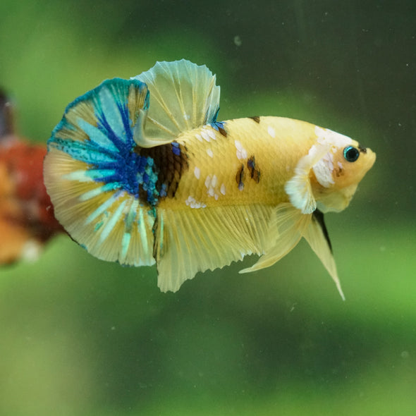 Multicolor/Galaxy Koi Plakat -16 weeks Old