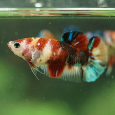 Multicolor/ Galaxy Koi Plakat- Female- 13 Weeks Old