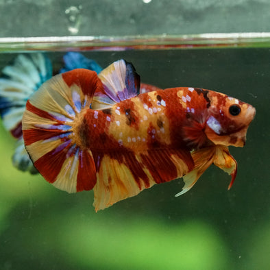 Multicolor/Galaxy Koi Plakat -15 weeks Old