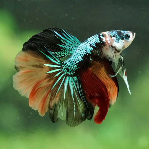 Galaxy/Candy Koi Halfmoon - 14 weeks old