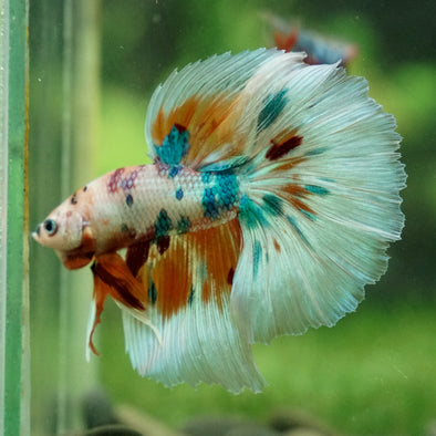 Galaxy/Candy Koi Halfmoon - 13 weeks old