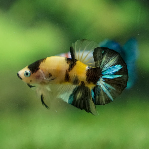 Multicolor/Galaxy Koi Plakat -11 weeks Old