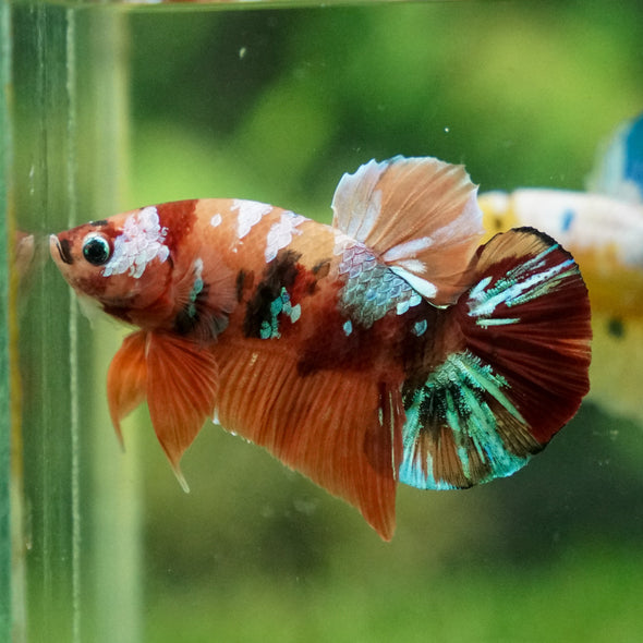 Multicolor/Galaxy Koi Plakat -13 weeks Old