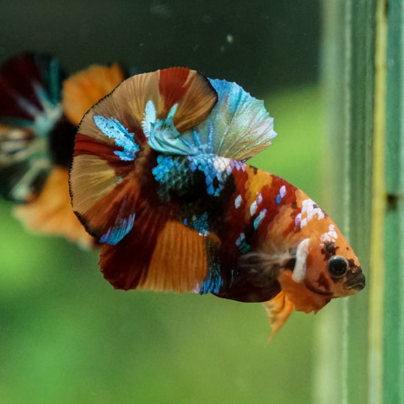 Multicolor/Galaxy Koi Plakat -13 weeks Old