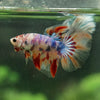 Galaxy/Candy Koi Halfmoon - 14 weeks old