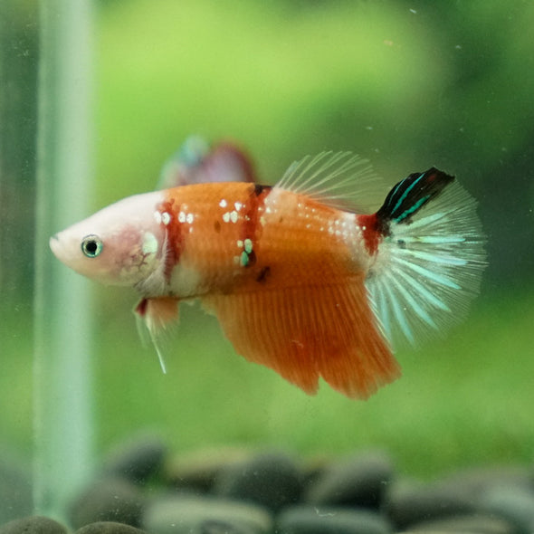 Multicolor/ Galaxy Koi Halfmoon- Female- 13 Weeks Old