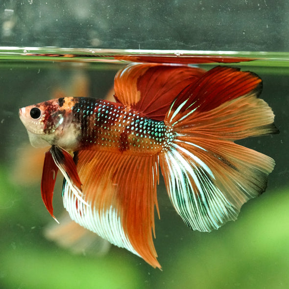 Galaxy/Candy Koi Halfmoon - 14 weeks old