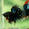 Black Base Galaxy/Candy Koi Halfmoon - 14 weeks old