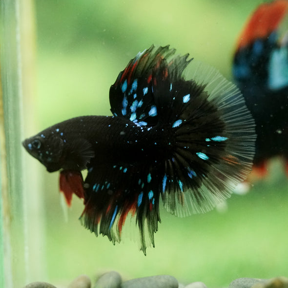 Black Base Galaxy/Candy Koi Halfmoon - 14 weeks old
