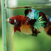 Multicolor/Galaxy Koi Plakat -16 weeks Old