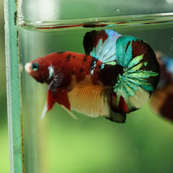 Multicolor/Galaxy Koi Plakat -16 weeks Old