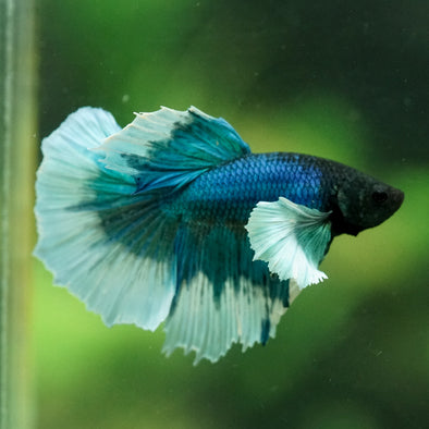 Dumbo Halfmoon - 12 weeks old