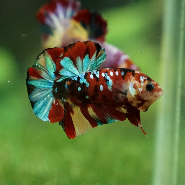 Multicolor/Galaxy Koi Plakat -13 weeks Old