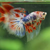 Galaxy/Candy Koi Halfmoon - 11 weeks old