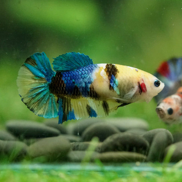 Multicolor/ Galaxy Koi Plakat- Female- 13 Weeks Old