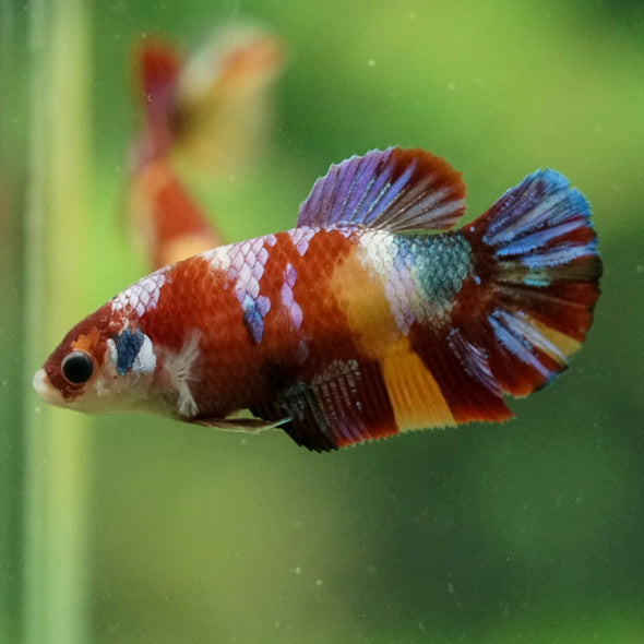 Multicolor/ Galaxy Koi Plakat- Female- 13 Weeks Old