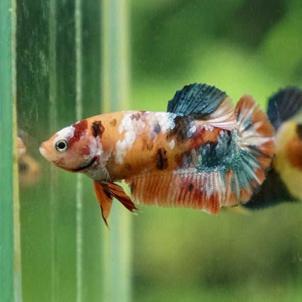 Multicolor/ Galaxy Koi Plakat - Female- 13 Weeks Old