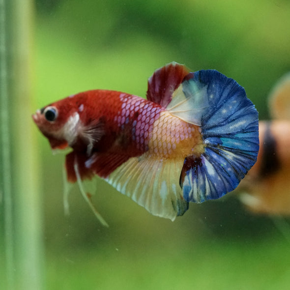 Multicolor/Galaxy Koi Plakat -11 weeks Old