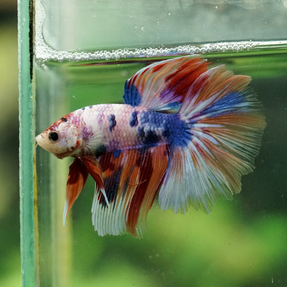 Galaxy/Candy Koi Halfmoon - 14 weeks old