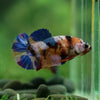 Multicolor/ Galaxy Koi Plakat - Female- 13 Weeks Old - Breeder Grade