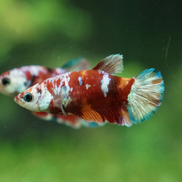 Multicolor/ Galaxy Koi Plakat- Female- 13 Weeks Old