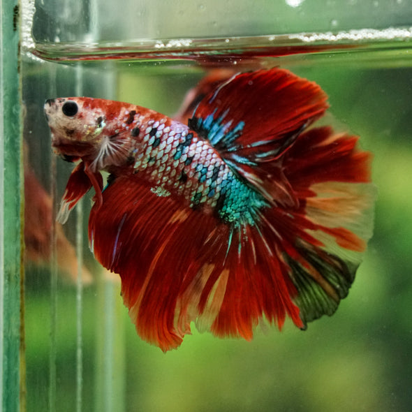 Galaxy/Candy Koi Halfmoon - 14 weeks old