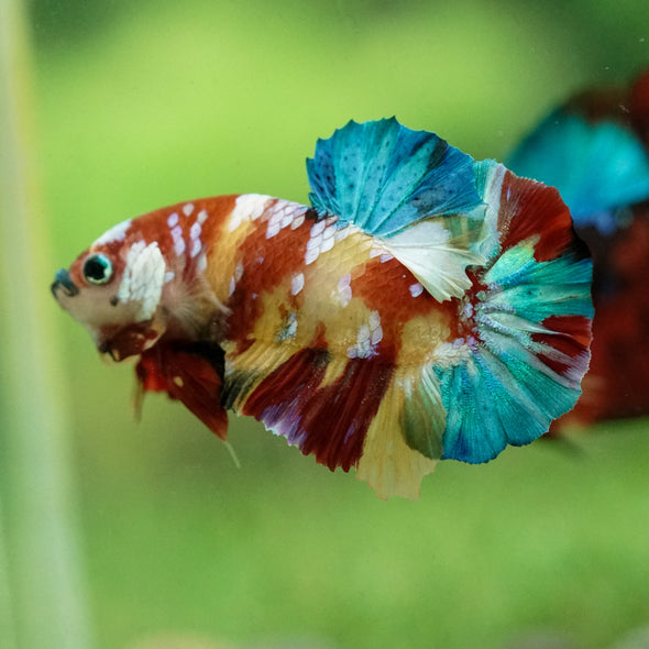 Multicolor/Galaxy Koi Plakat -15 weeks Old