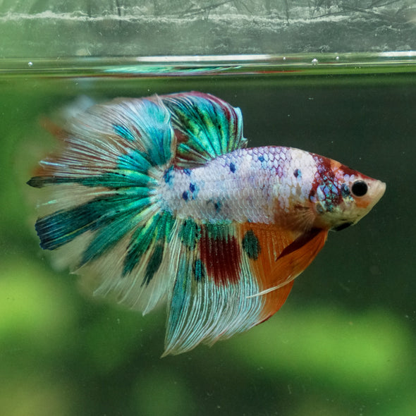 Galaxy/Candy Koi Halfmoon - 13 weeks old