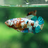 Multicolor/ Galaxy Koi Plakat - Female- 13 Weeks Old