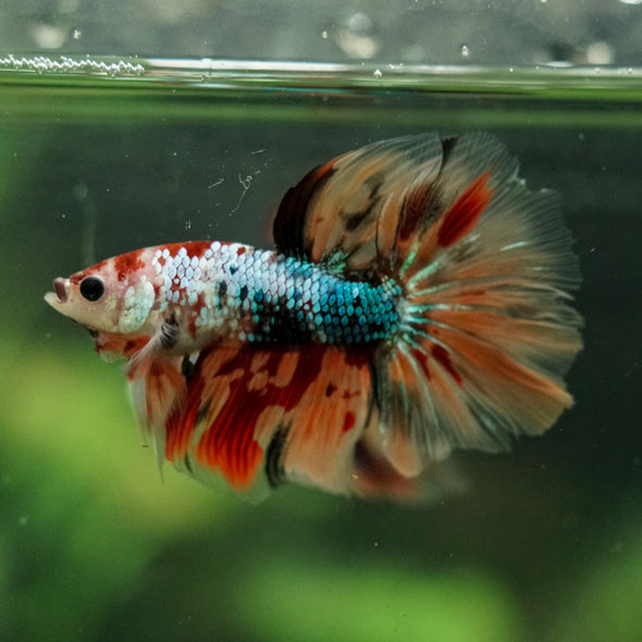 Galaxy/Candy Koi Halfmoon - 14 weeks old