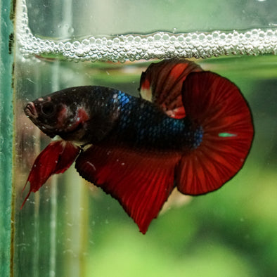 Multicolor/Galaxy Koi Plakat -16 weeks Old