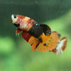 Pack of 20 Multicolored/Galaxy Koi Plakat - Female