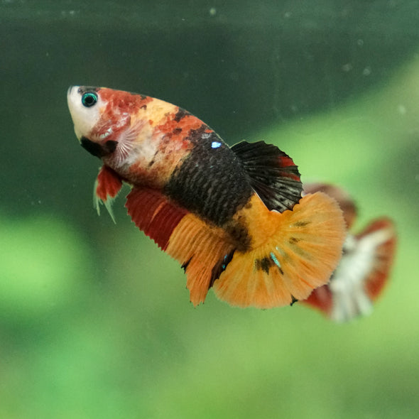 Pack of 10 Multicolored/Galaxy Koi Plakat - Female