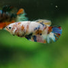 Multicolor/ Galaxy Koi Plakat- Female- 13 Weeks Old